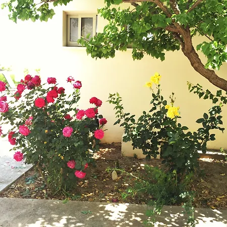 Himonas * 피조우리